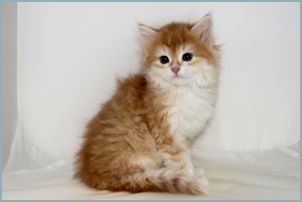 Male Siberian Kitten from Deedlebug Siberians